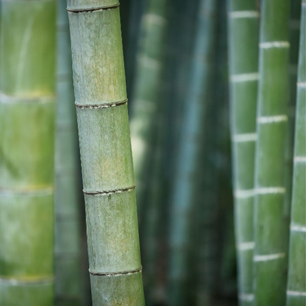Bamboo clothes